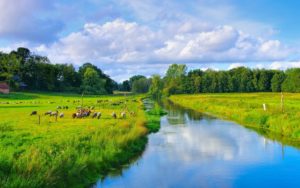 Ferienhof Scheele Heidschnucken in der Lüneburger Heide